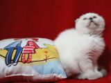Scottish Fold Blue Point Dişi Yavru