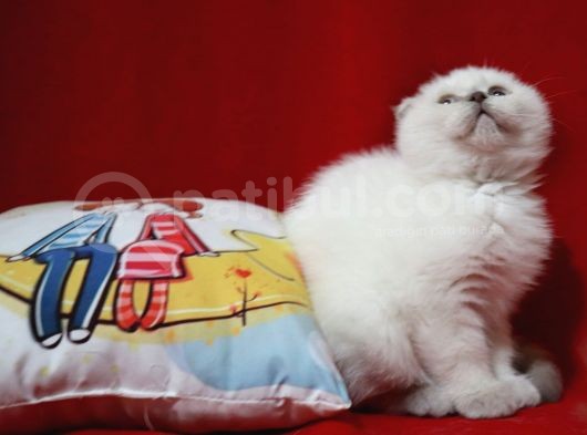 Scottish Fold Blue Point Dişi Yavru görsel
