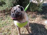 Show Kalite 8 Aylık Dişi Pug
