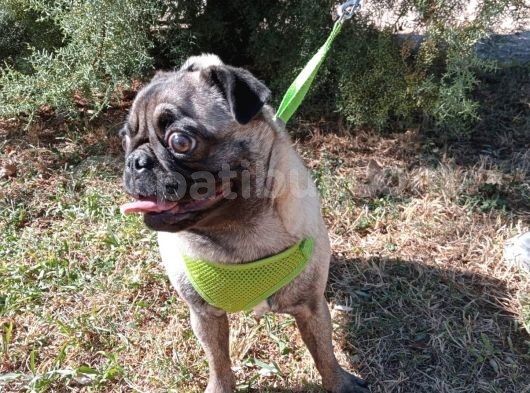Show Kalite 8 Aylık Dişi Pug