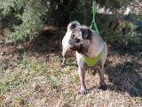 Show Kalite 8 Aylık Dişi Pug