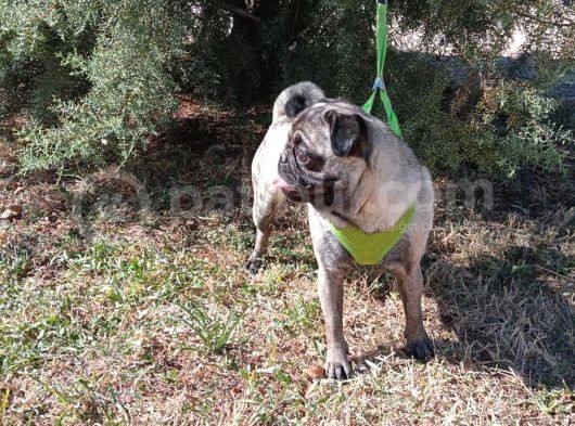 Show Kalite 8 Aylık Dişi Pug görsel