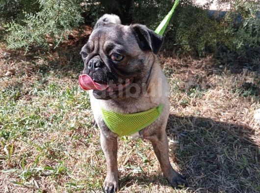 Show Kalite 8 Aylık Dişi Pug görsel