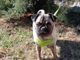 Show Kalite 8 Aylık Dişi Pug
