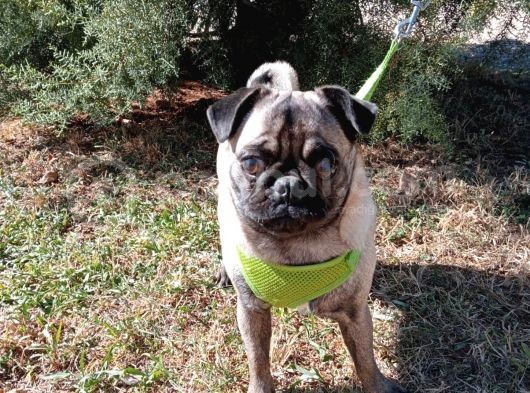 Show Kalite 8 Aylık Dişi Pug görsel