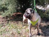Show Kalite 8 Aylık Dişi Pug