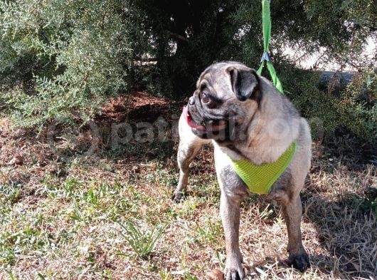 Show Kalite 8 Aylık Dişi Pug görsel