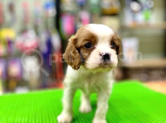 Cavalier King Charles Bebeklerimiz görsel