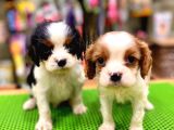 Cavalier King Charles Bebeklerimiz
