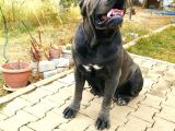 Devasa Show Kalite Cane Corso Yavruları