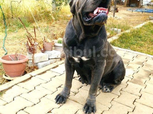 Devasa Show Kalite Cane Corso Yavruları görsel