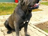 Devasa Show Kalite Cane Corso Yavruları