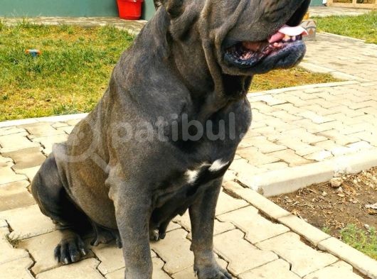 Devasa Show Kalite Cane Corso Yavruları görsel