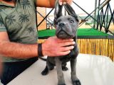 Devasa Show Kalite Cane Corso Yavruları