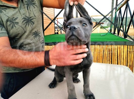 Devasa Show Kalite Cane Corso Yavruları görsel