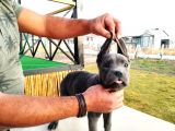 Devasa Show Kalite Cane Corso Yavruları