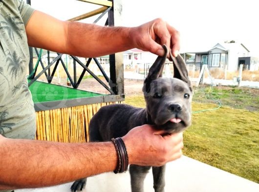 Devasa Show Kalite Cane Corso Yavruları görsel