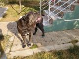 Devasa Show Kalite Cane Corso Yavruları