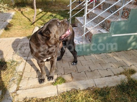Devasa Show Kalite Cane Corso Yavruları görsel