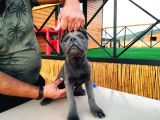 Devasa Show Kalite Cane Corso Yavruları