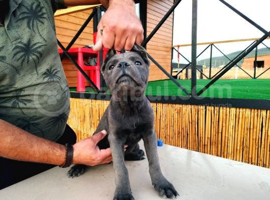Devasa Show Kalite Cane Corso Yavruları