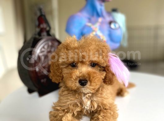 Büyümeyen Küçük Orjinal Safkan Toy Poodle görsel