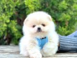 Safkan Pomeranian Boo Yavrular