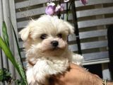 Scrli̇ Safkan Maltese Terri̇er
