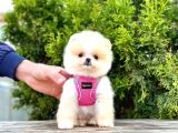 Safkan Pomeranian Boo