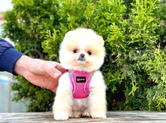 Safkan Pomeranian Boo