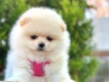 Safkan Pomeranian Boo Yavrular