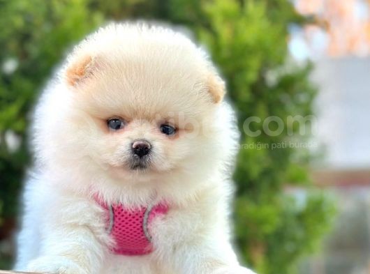 Safkan Pomeranian Boo Yavrular