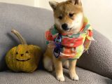 Büyümeyen Akita Japon Akita Shiba Inu