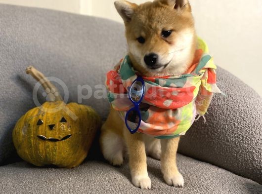 Büyümeyen Akita Japon Akita Shiba Inu görsel