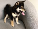 Büyümeyen Akita Japon Akita Shiba Inu