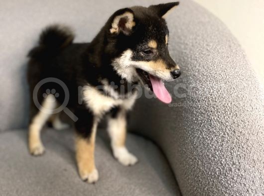 Büyümeyen Akita Japon Akita Shiba Inu görsel