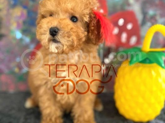 Büyümeyen Küçük Orjinal Safkan Toy Poodle görsel