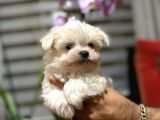 Scrli̇ Safkan Maltese Terri̇er