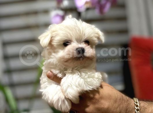 Scrli̇ Safkan Maltese Terri̇er görsel