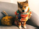 Büyümeyen Akita Japon Akita Shiba Inu
