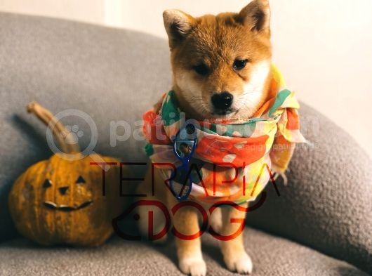 Büyümeyen Akita Japon Akita Shiba Inu