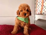 Orjinal Poodle Yavrular