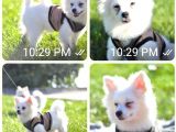 Sevimli Pomeranian Spitz