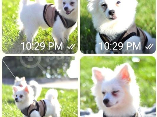 Sevimli Pomeranian Spitz görsel