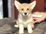 Türki̇yede Tek Welsh Corgi̇ Yavrular