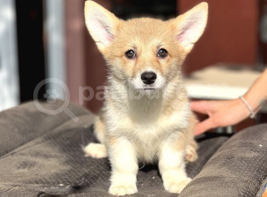 Türki̇yede Tek Welsh Corgi̇ Yavrular görsel