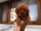 Ev Ortamında Büyüyen Poodle Yavrularımız