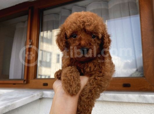 Ev Ortamında Büyüyen Poodle Yavrularımız