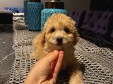 Aşılı Pasaportlu Maltipoo Erkek Yavrumuz