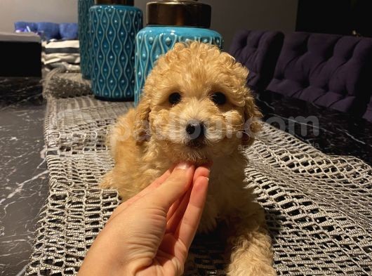 Aşılı Pasaportlu Maltipoo Erkek Yavrumuz görsel